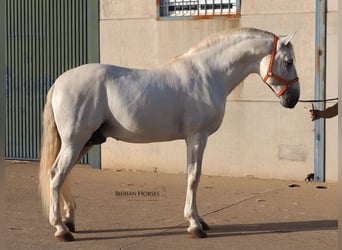PRE Mix, Hengst, 6 Jaar, 175 cm, Schimmel