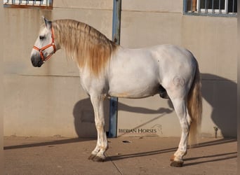 PRE Mix, Hengst, 6 Jaar, 175 cm, Schimmel
