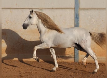 PRE Mix, Hengst, 6 Jaar, 175 cm, Schimmel
