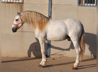 PRE Mix, Hengst, 6 Jaar, 175 cm, Schimmel