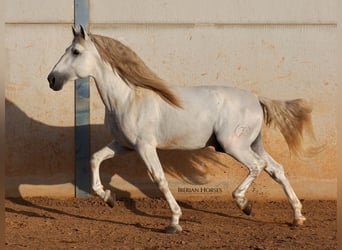 PRE Mix, Hengst, 6 Jaar, 175 cm, Schimmel