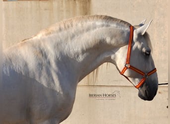 PRE Mix, Hengst, 6 Jaar, 175 cm, Schimmel