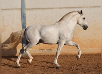 PRE Mix, Hengst, 6 Jaar, 175 cm, Schimmel