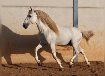 PRE Mix, Hengst, 6 Jaar, 175 cm, Schimmel