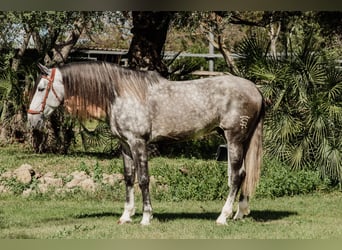 PRE Mix, Hengst, 6 Jaar, 182 cm, Schimmel