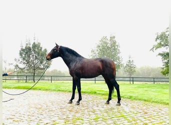 PRE Mix, Hengst, 6 Jaar, Roodbruin
