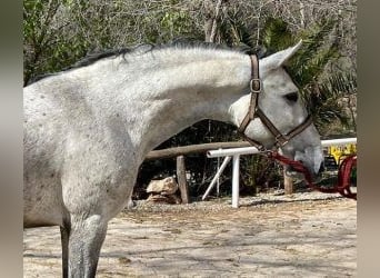PRE Mix, Hengst, 6 Jahre, 156 cm, Schimmel