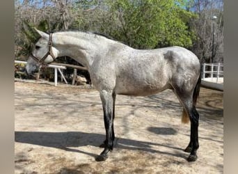 PRE Mix, Hengst, 6 Jahre, 156 cm, Schimmel