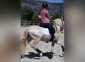 PRE Mix, Hengst, 6 Jahre, 157 cm, Perlino