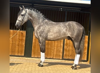 PRE Mix, Hengst, 6 Jahre, 158 cm, Apfelschimmel