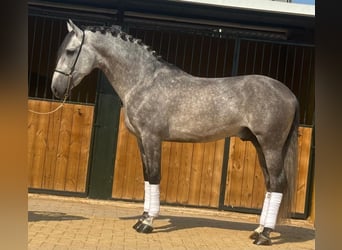 PRE Mix, Hengst, 6 Jahre, 158 cm, Apfelschimmel