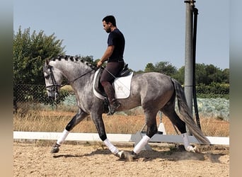 PRE Mix, Hengst, 6 Jahre, 158 cm, Apfelschimmel