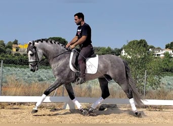PRE Mix, Hengst, 6 Jahre, 158 cm, Apfelschimmel