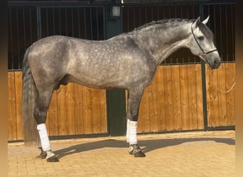 PRE Mix, Hengst, 6 Jahre, 158 cm, Apfelschimmel