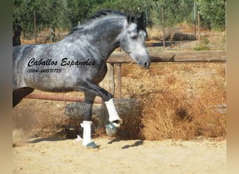 PRE Mix, Hengst, 6 Jahre, 158 cm, Apfelschimmel