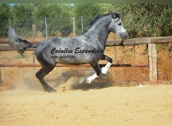 PRE Mix, Hengst, 6 Jahre, 158 cm, Apfelschimmel