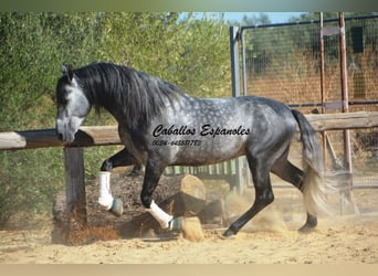 PRE Mix, Hengst, 6 Jahre, 158 cm, Apfelschimmel