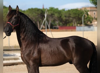 PRE Mix, Hengst, 6 Jahre, 158 cm, Rappe