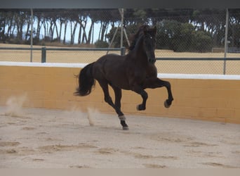 PRE Mix, Hengst, 6 Jahre, 158 cm, Rappe