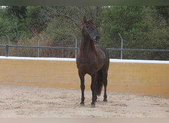 PRE Mix, Hengst, 6 Jahre, 158 cm, Rappe
