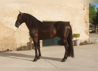 PRE Mix, Hengst, 6 Jahre, 158 cm, Rappe