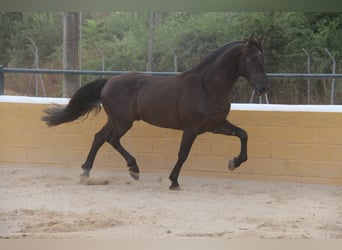 PRE Mix, Hengst, 6 Jahre, 158 cm, Rappe