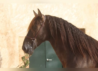 PRE Mix, Hengst, 6 Jahre, 158 cm, Rappe
