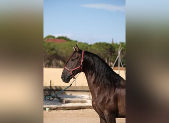 PRE Mix, Hengst, 6 Jahre, 158 cm, Rappe