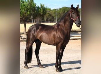 PRE Mix, Hengst, 6 Jahre, 158 cm, Rappe