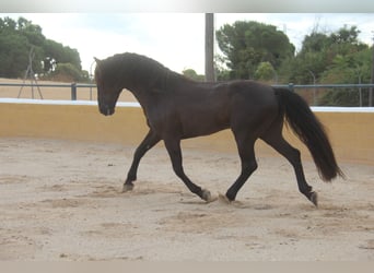 PRE Mix, Hengst, 6 Jahre, 158 cm, Rappe