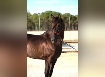 PRE Mix, Hengst, 6 Jahre, 158 cm, Rappe