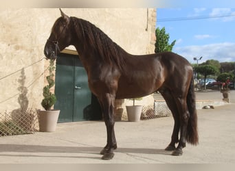 PRE Mix, Hengst, 6 Jahre, 158 cm, Rappe