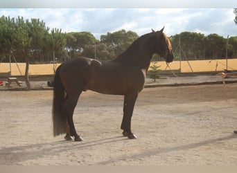 PRE Mix, Hengst, 6 Jahre, 158 cm, Rappe