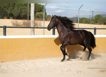 PRE Mix, Hengst, 6 Jahre, 158 cm, Rappe