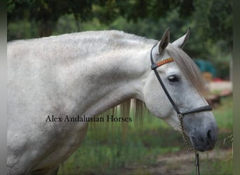 PRE Mix, Hengst, 6 Jahre, 158 cm, Schimmel