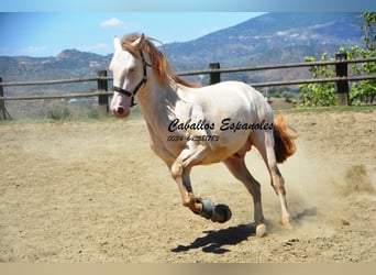 PRE, Hengst, 6 Jahre, 159 cm, Cremello