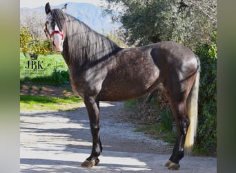PRE Mix, Hengst, 6 Jahre, 160 cm, Apfelschimmel