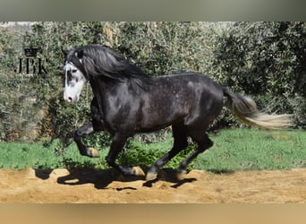 PRE Mix, Hengst, 6 Jahre, 160 cm, Apfelschimmel