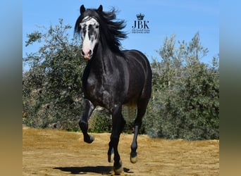 PRE Mix, Hengst, 6 Jahre, 160 cm, Apfelschimmel
