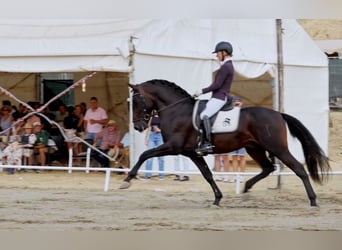 PRE Mix, Hengst, 6 Jahre, 160 cm, Dunkelbrauner