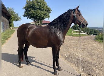 PRE Mix, Hengst, 6 Jahre, 160 cm, Dunkelbrauner