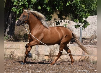 PRE, Hengst, 6 Jahre, 160 cm, Palomino