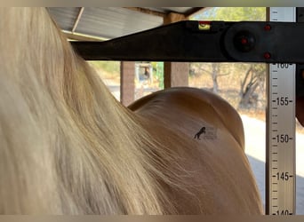 PRE, Hengst, 6 Jahre, 160 cm, Palomino