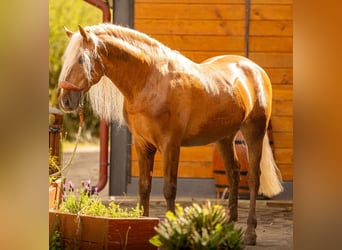 PRE Mix, Hengst, 6 Jahre, 160 cm, Palomino