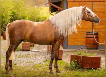 PRE Mix, Hengst, 6 Jahre, 160 cm, Palomino
