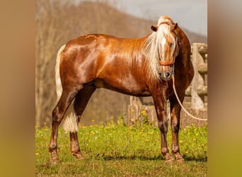 PRE Mix, Hengst, 6 Jahre, 160 cm, Palomino