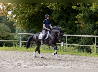 PRE, Hengst, 6 Jahre, 160 cm, Rappe