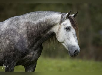 PRE Mix, Hengst, 6 Jahre, 160 cm, Schimmel