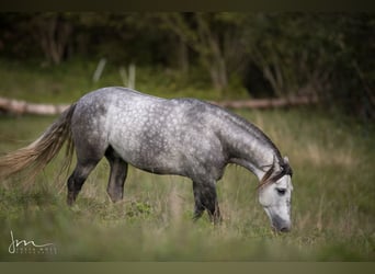 PRE Mix, Hengst, 6 Jahre, 160 cm, Schimmel