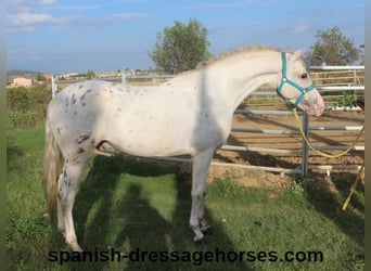 PRE Mix, Hengst, 6 Jahre, 160 cm, White